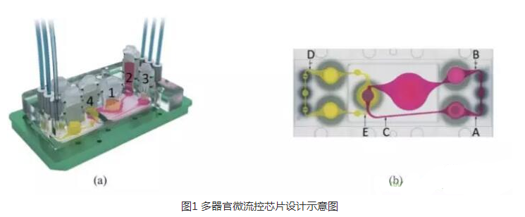 多器官微流控芯片的设计原理_多器官微流控芯片的设计应用